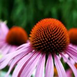echinacea-3540788_640